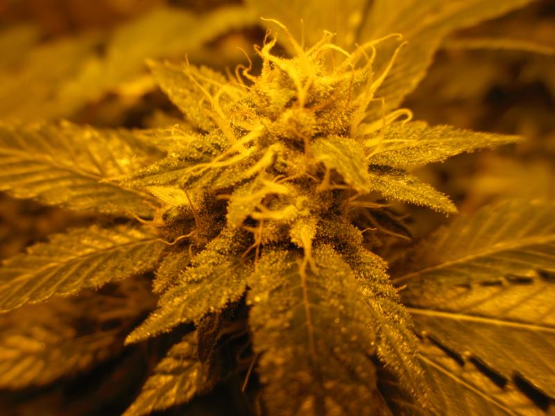 Chemdawg20D