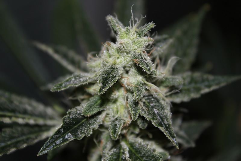 Chemdawg 4 seeded pics 2