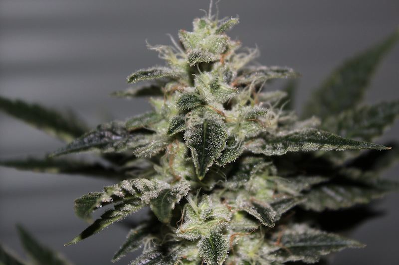 Chemdawg 4 seeded pics 3