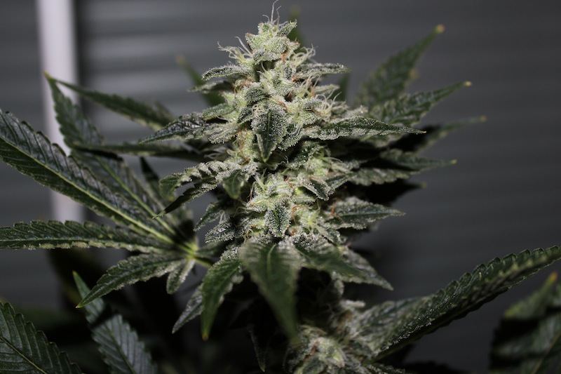 Chemdawg 4 seeded pics 4