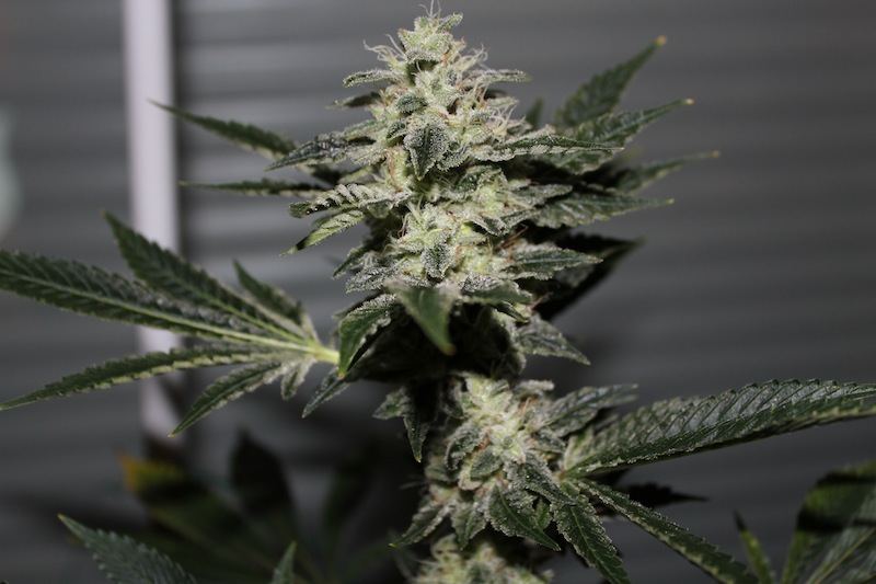 Chemdawg 4 seeded pics 5