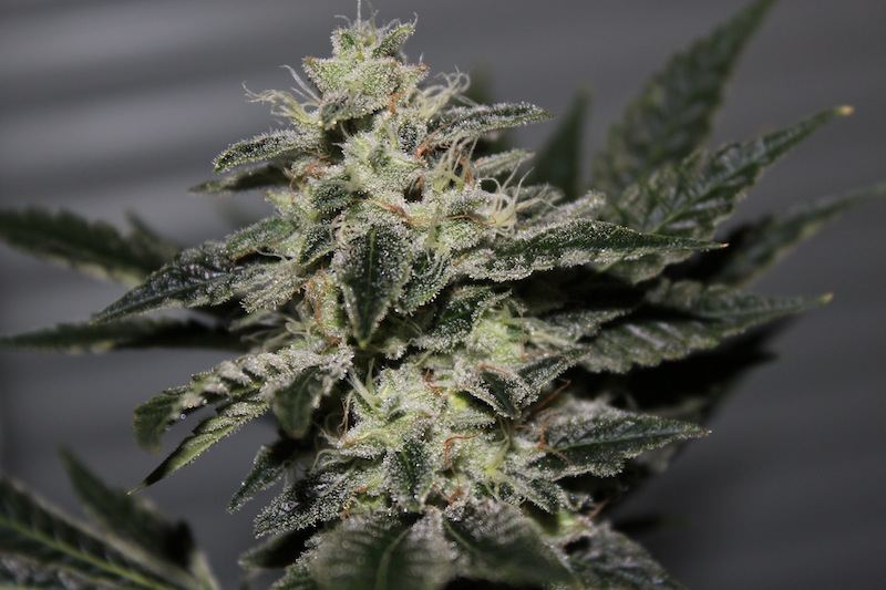 Chemdawg 4 seeded pics