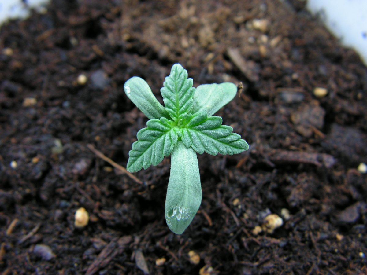 Chemdawg 4 trip leaves