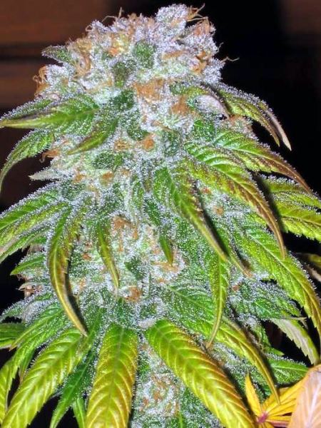 Chemdawg