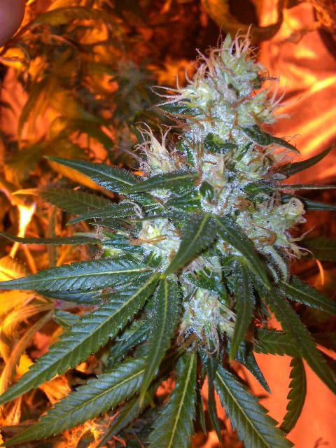 Chemdawg1991a
