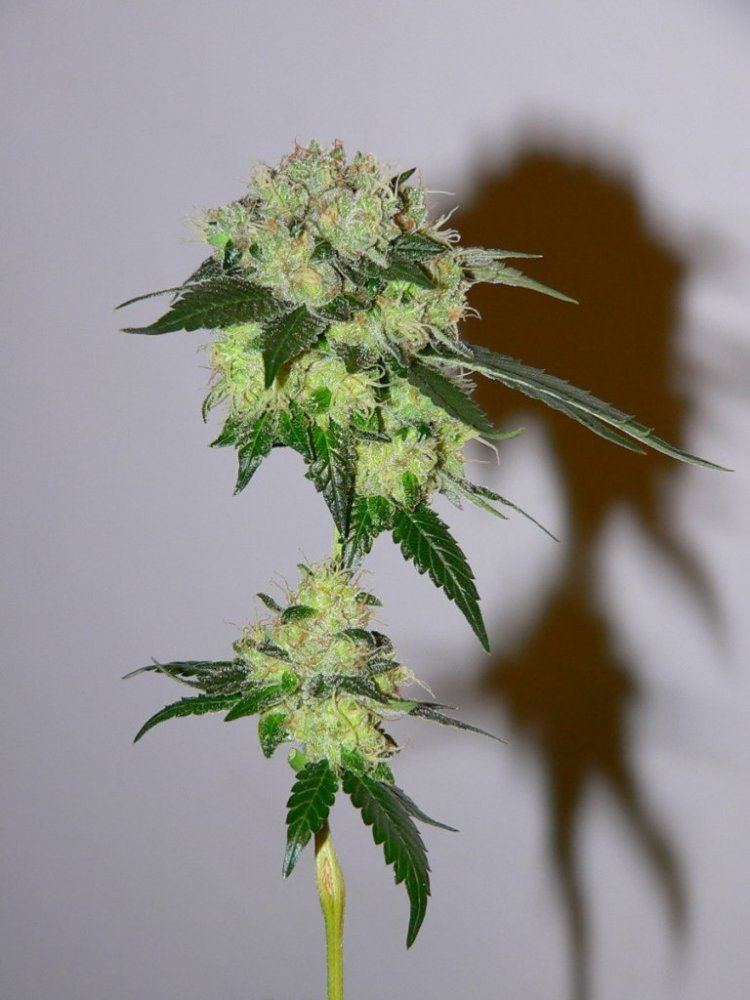 ChemDawg91
