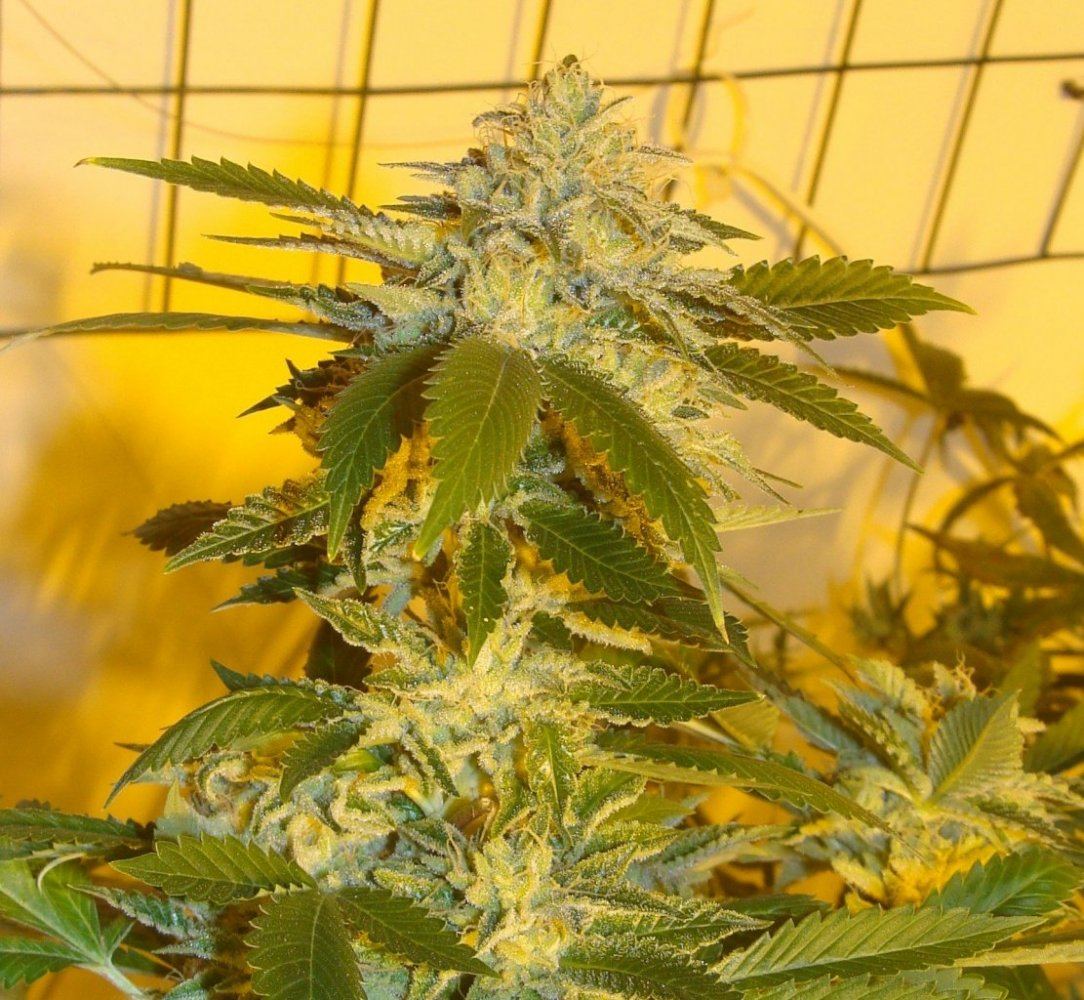 Chemdbx362