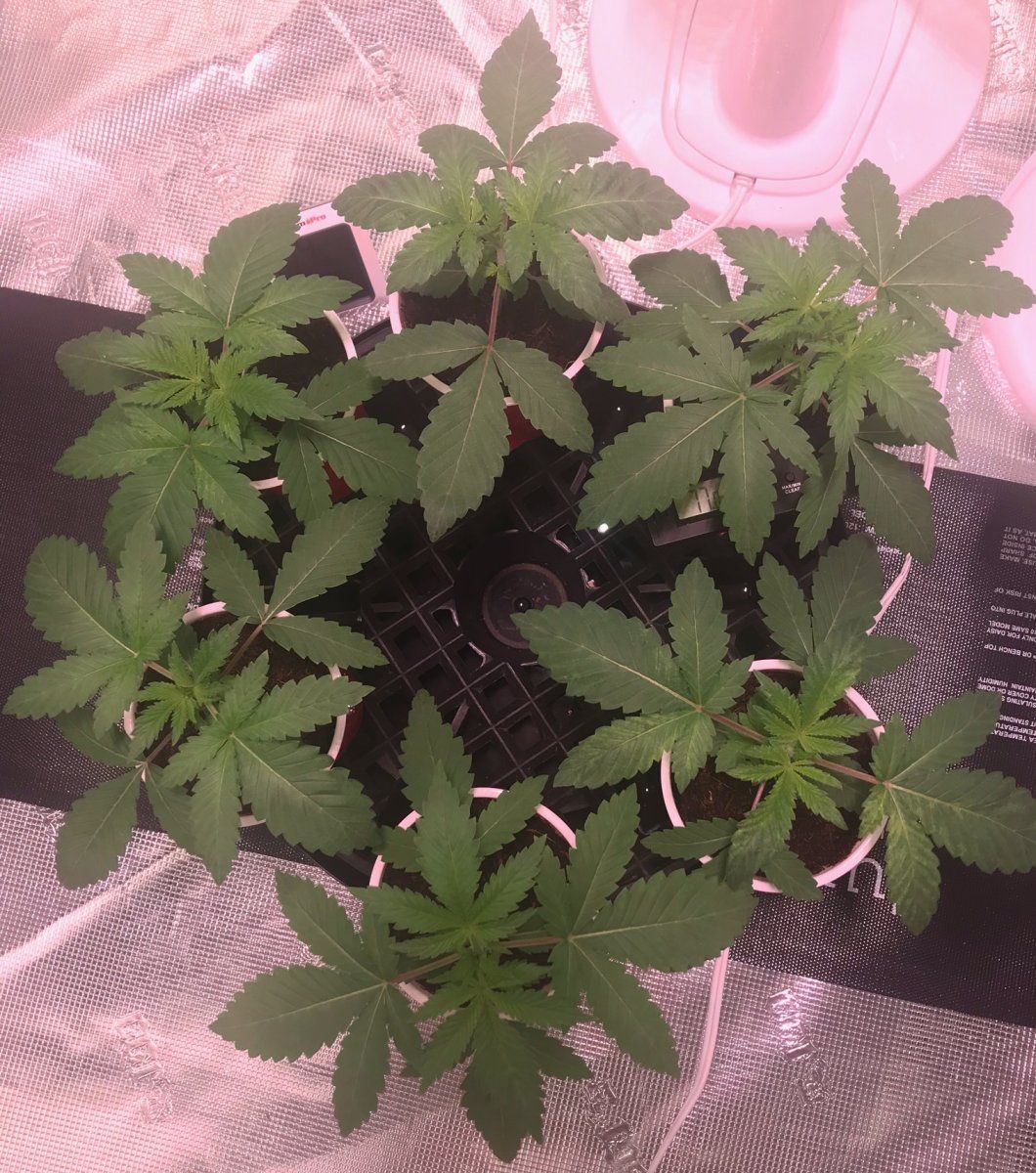 Chemdog Day 19