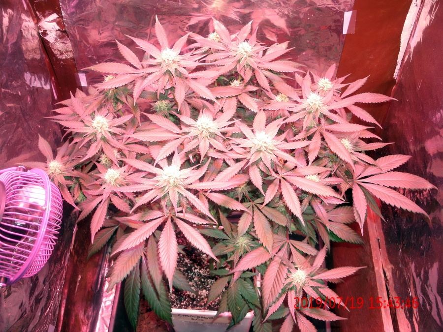 ChemDog UFO B