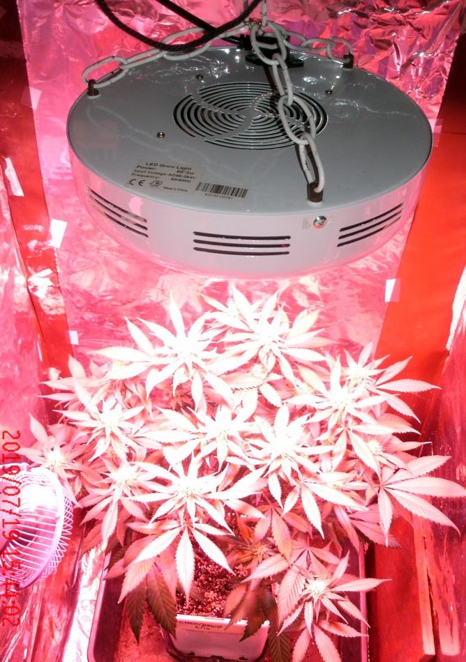 ChemDog UFO C