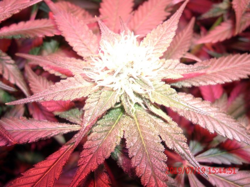 ChemDog UFO E