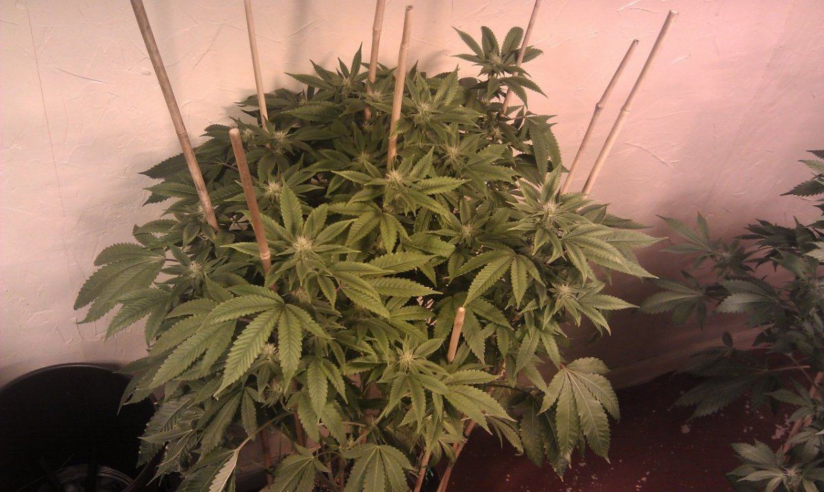 Chemdog with a deficiency please help identify 3