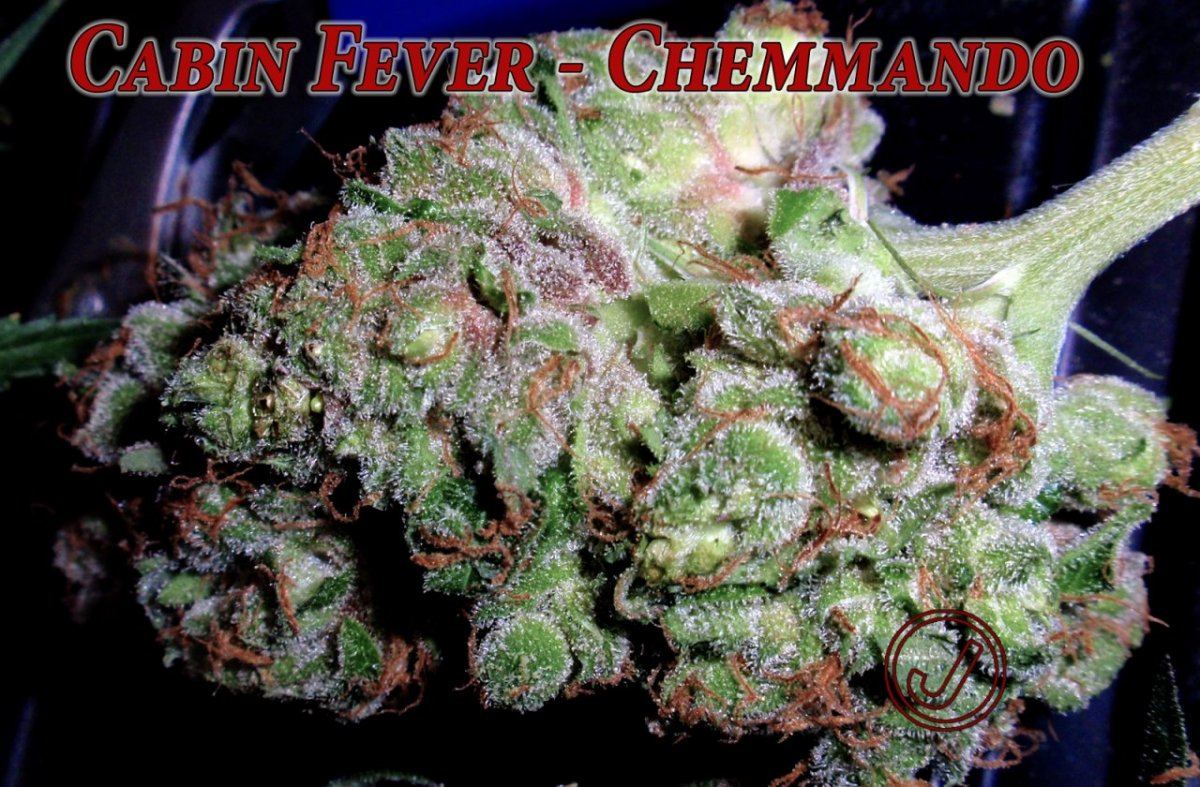 Chemmando b
