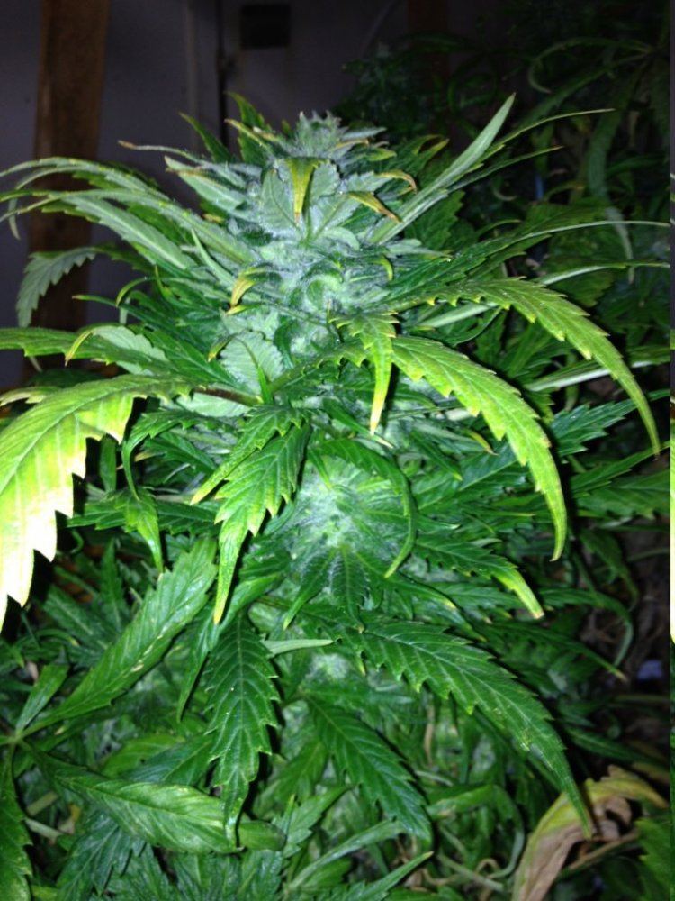 Chemo x mal good