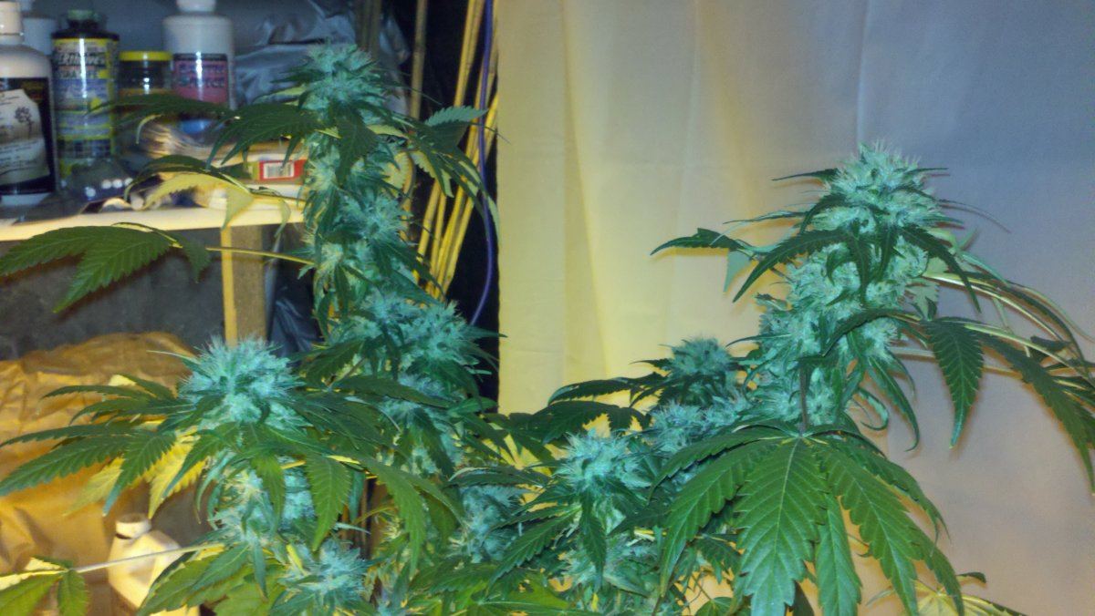 Chemo1d52