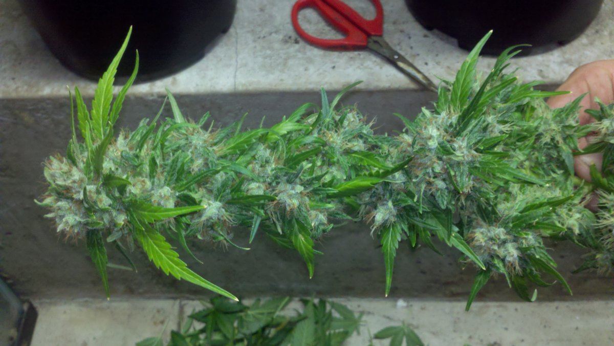 Chemo1d70harvest