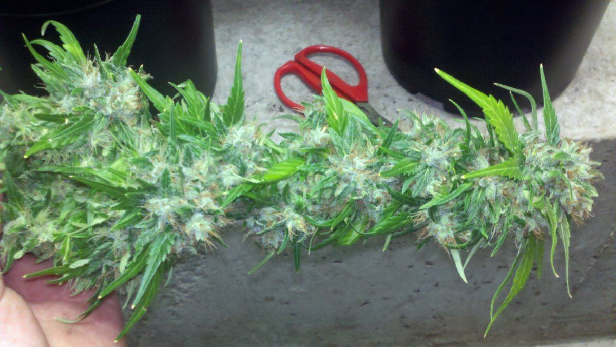 Chemo1ad70harvest