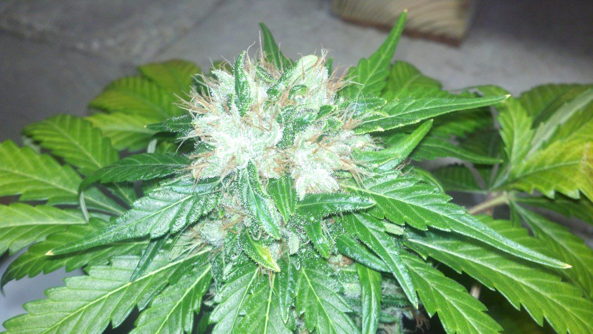 Chemo1bd66