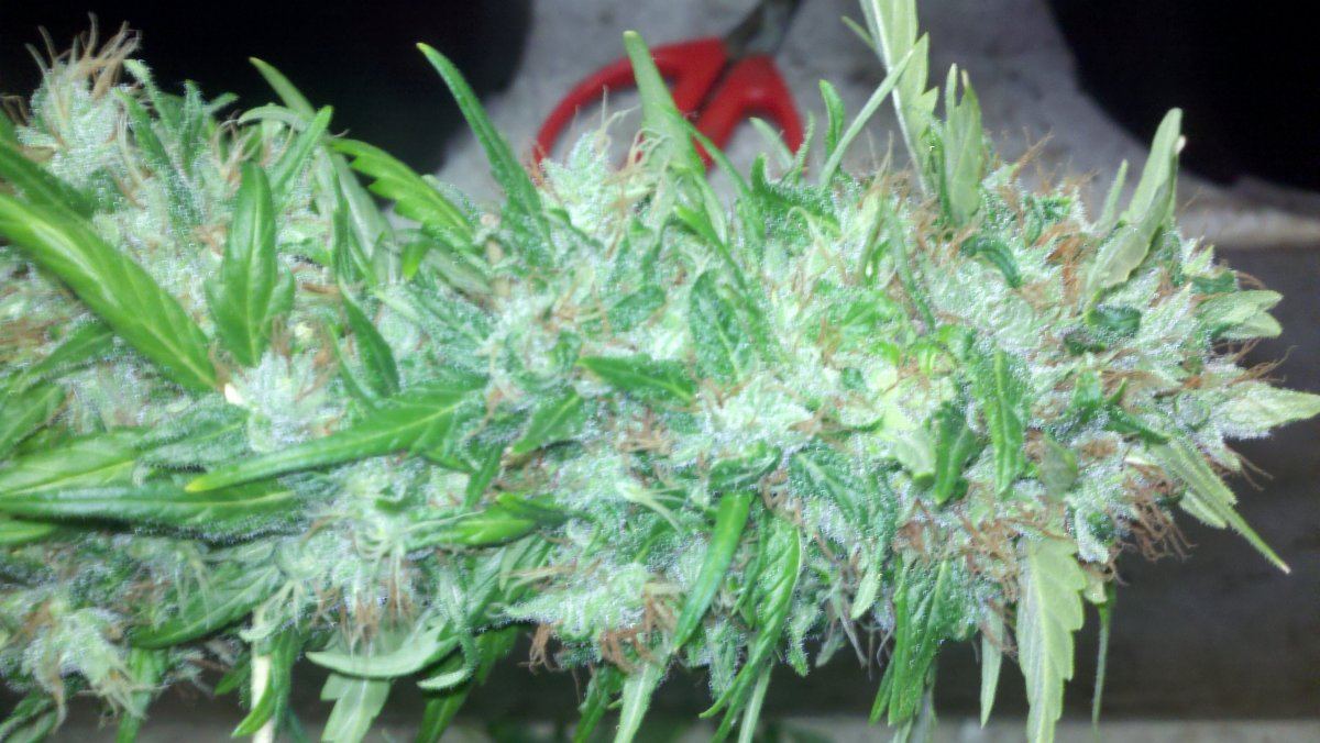 Chemo1bd70harvest