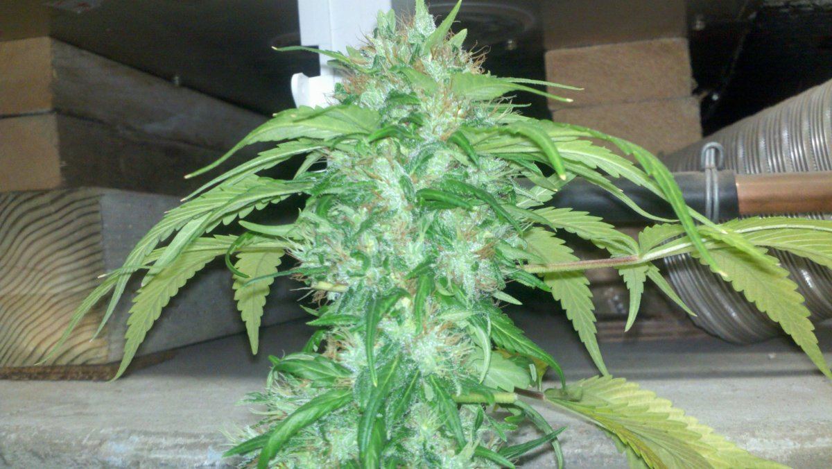 Chemo1cd66