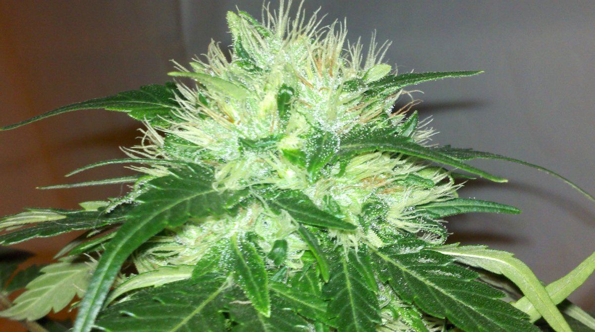 Chemo1topd52