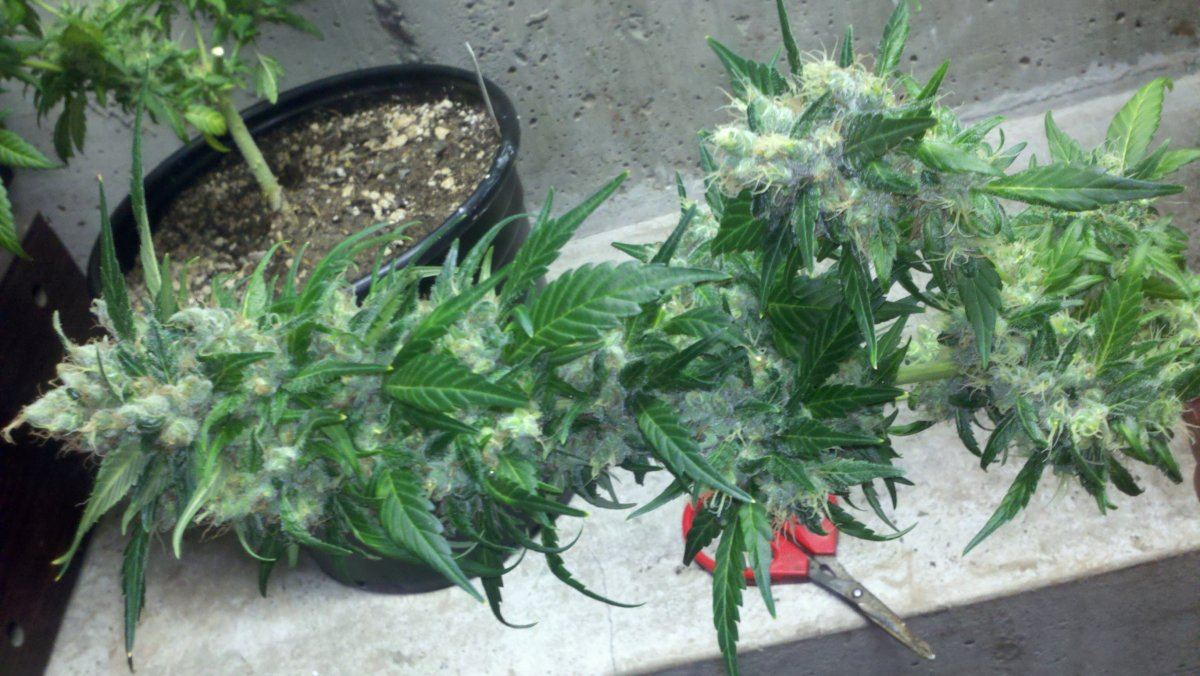 Chemo2d70harvest