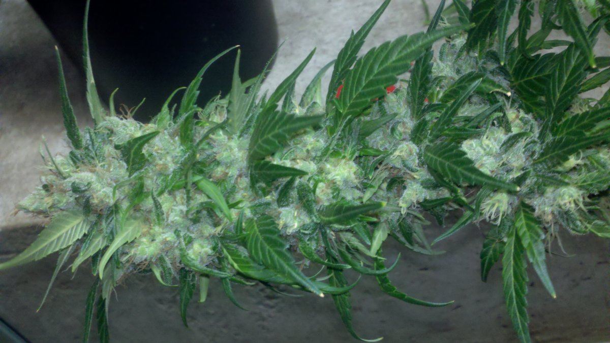 Chemo2ad70harvest