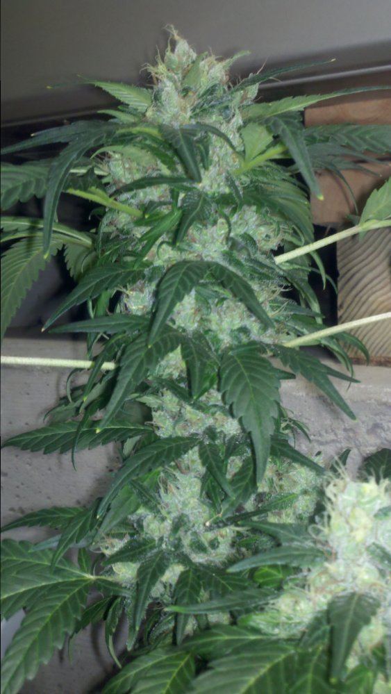 Chemo2bd66