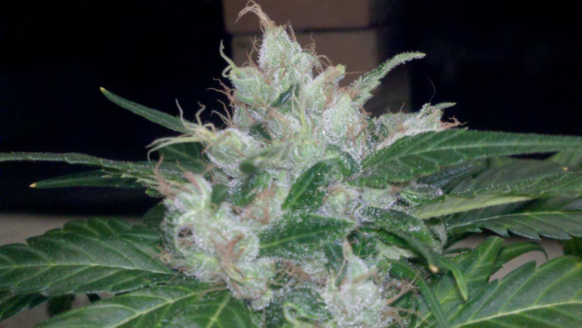 Chemo2bd70harvest
