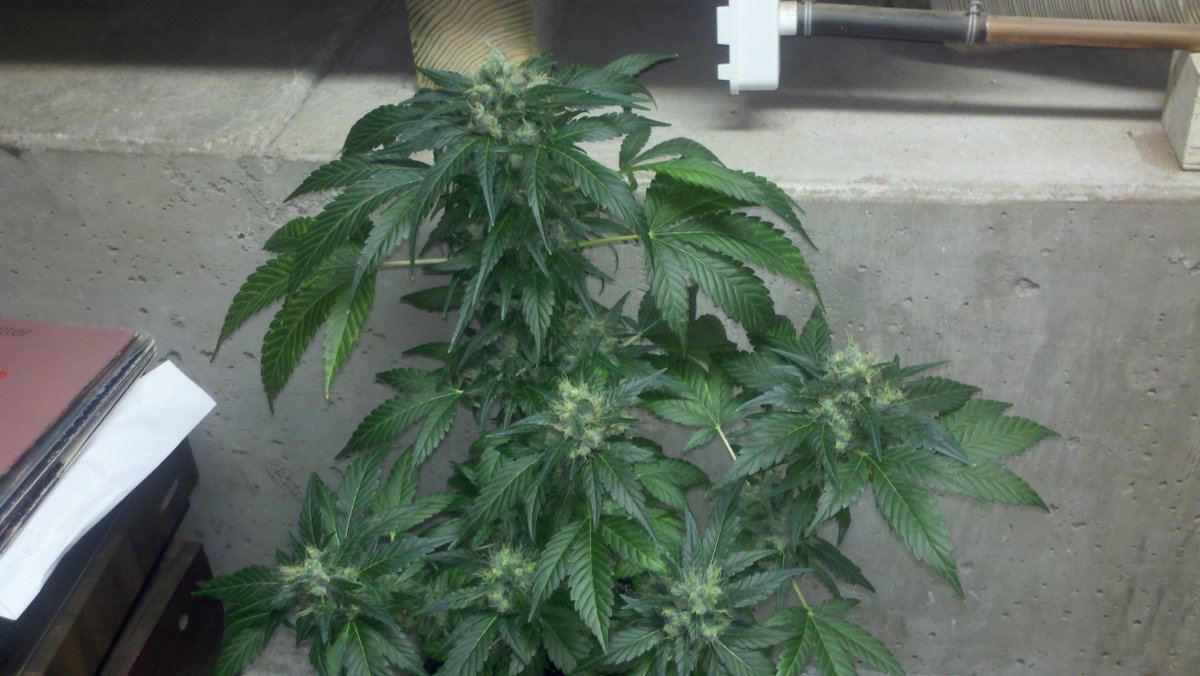 Chemo2cd66