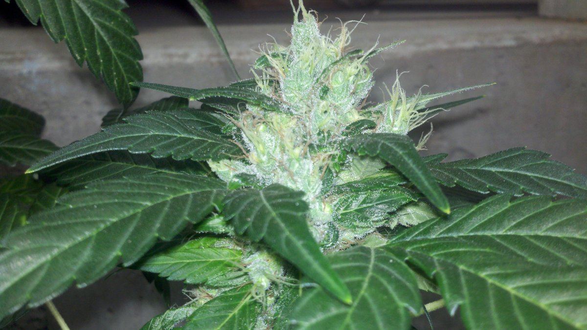Chemo2dd66