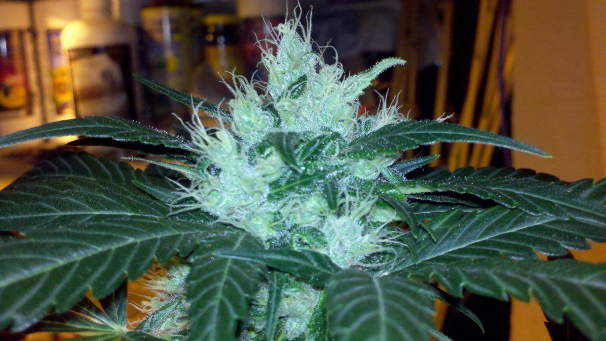 Chemo2topd52