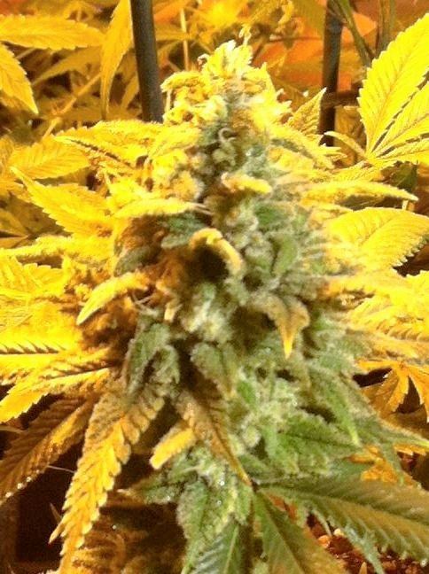 Chemplant