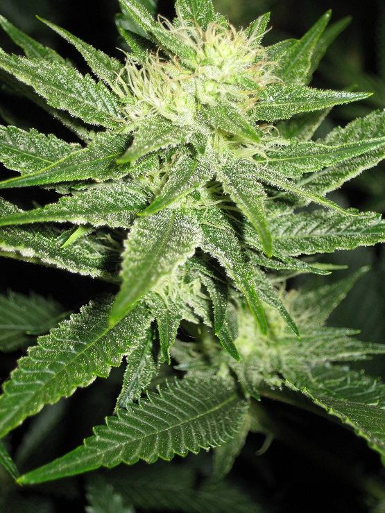 Chemro seed3