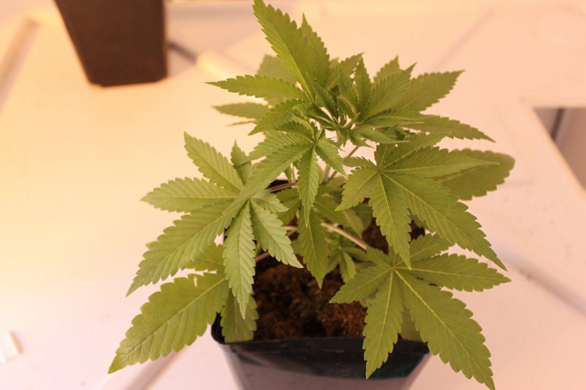 Chemurkle1 4