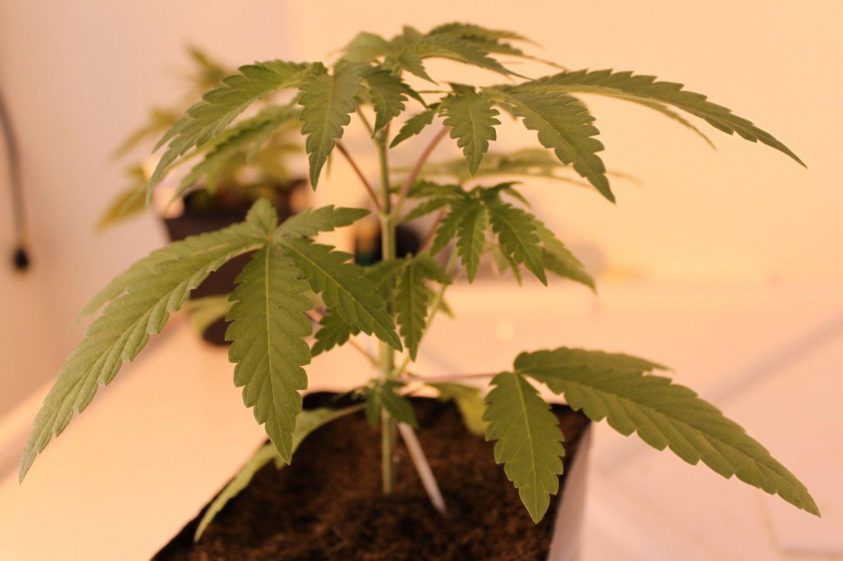 Chemurkle2 3