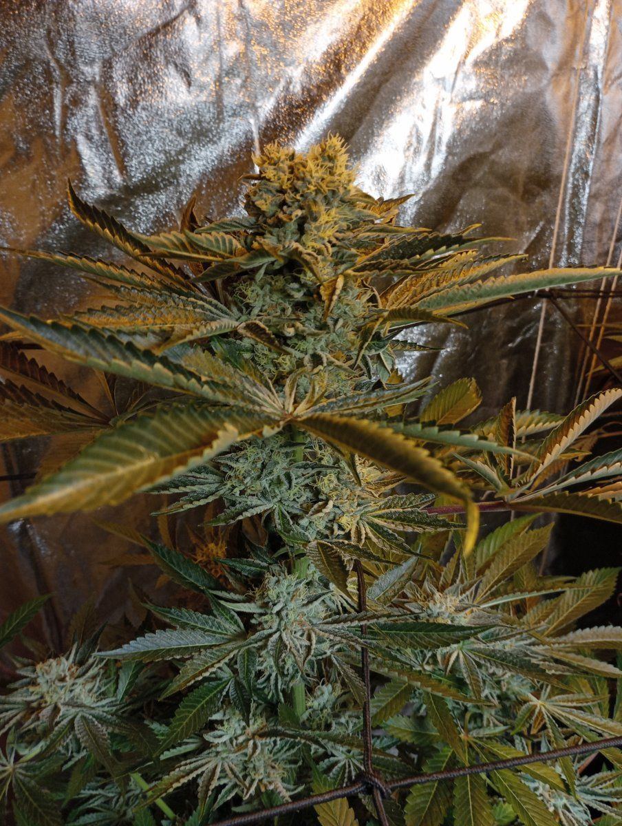 Chemxog