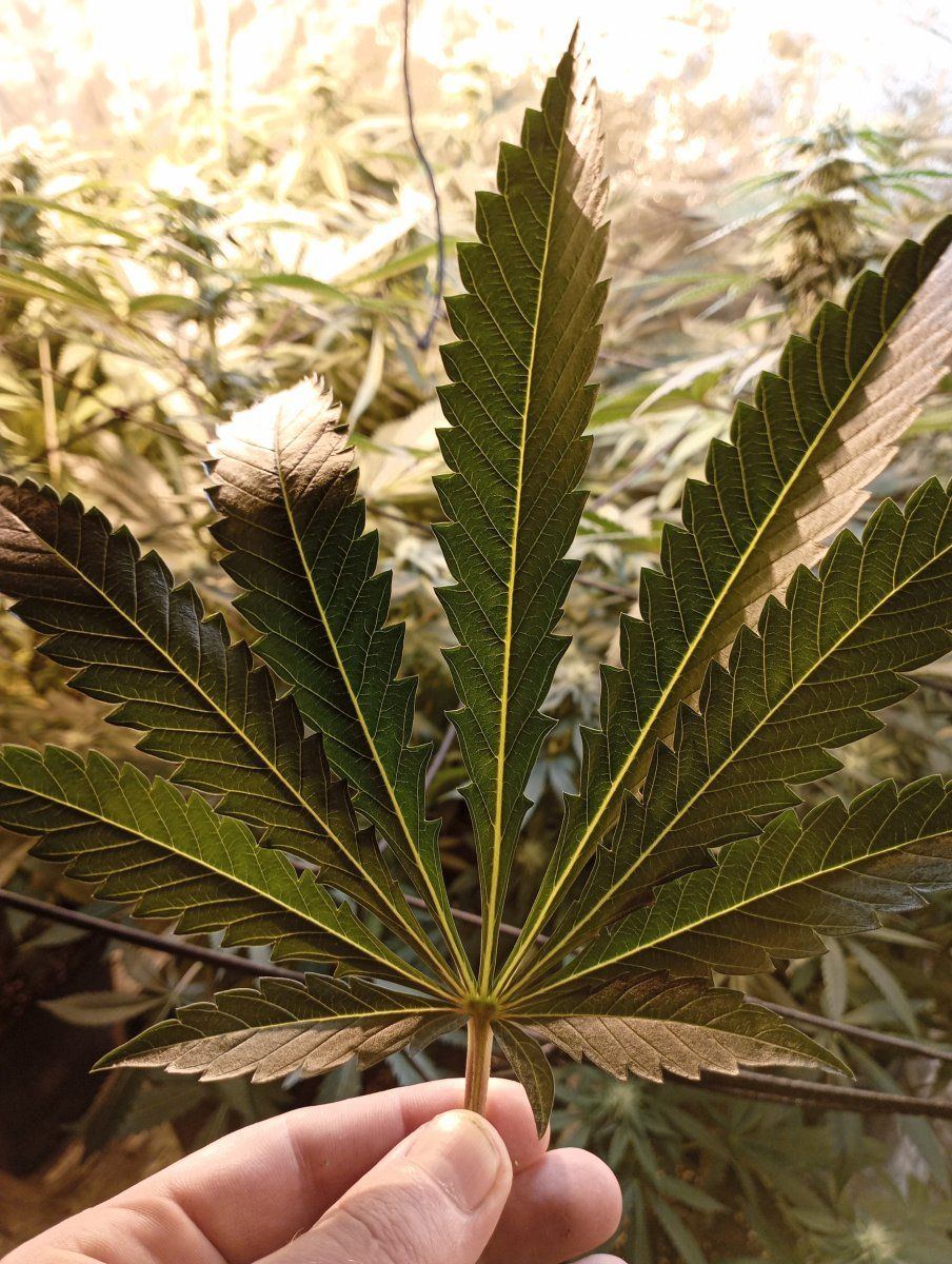Chemxogxstardawg