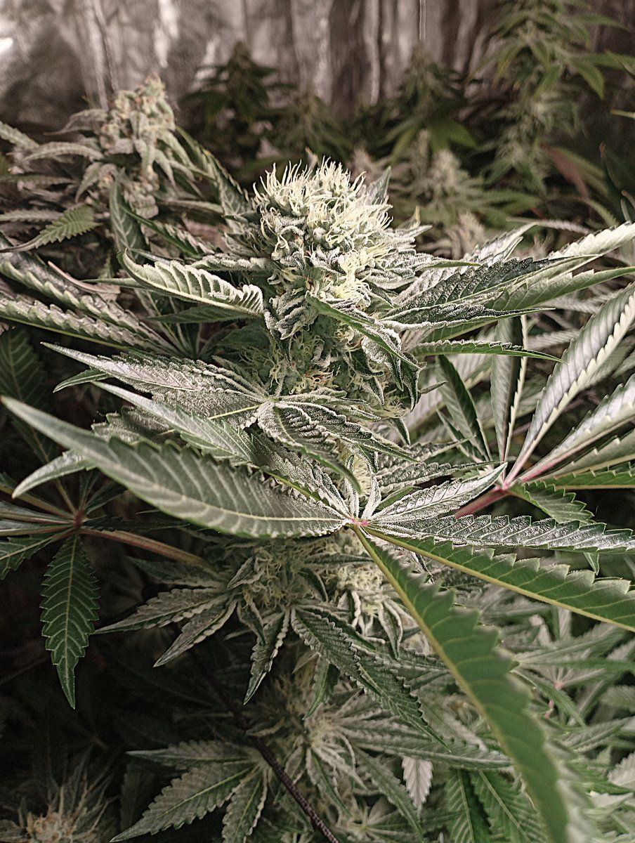 Chemxogxstardawg