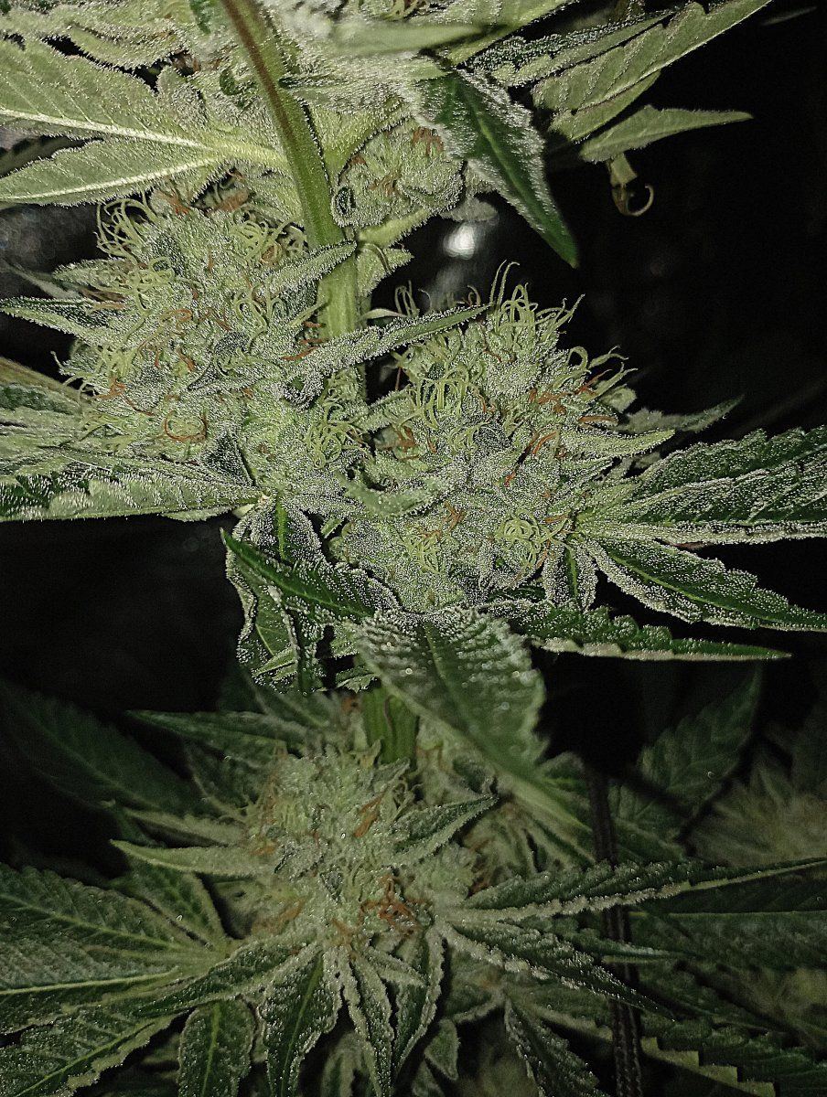 Chemxogxstardawg2