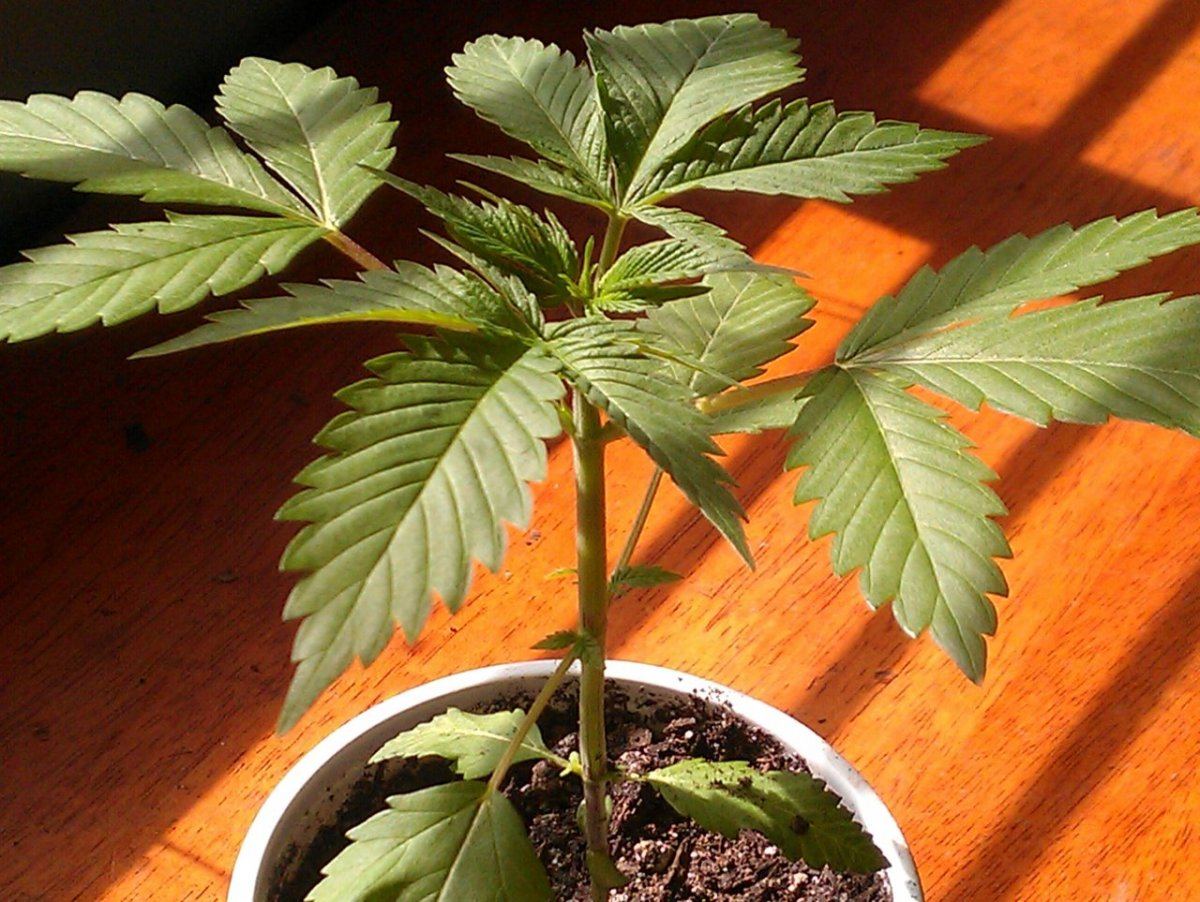 Cherry Alien Diesel