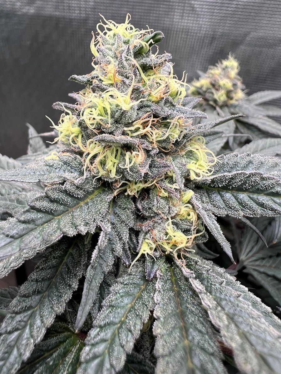 Cherry cake 1 bud