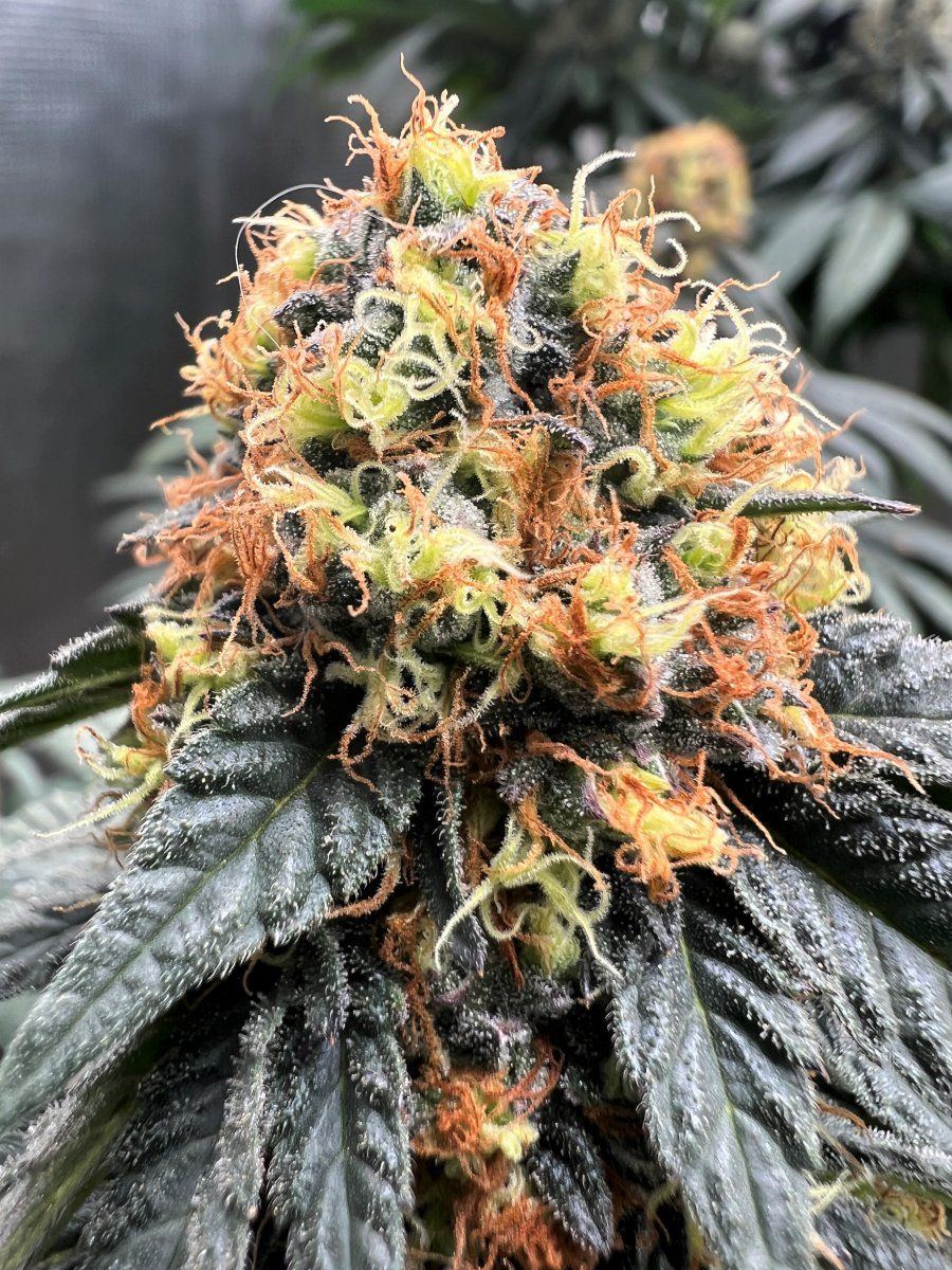 Cherry cake 3 bud 1