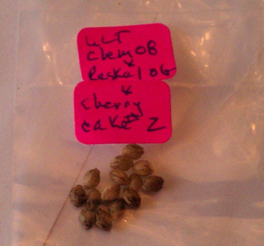Cherry Cake hybrid