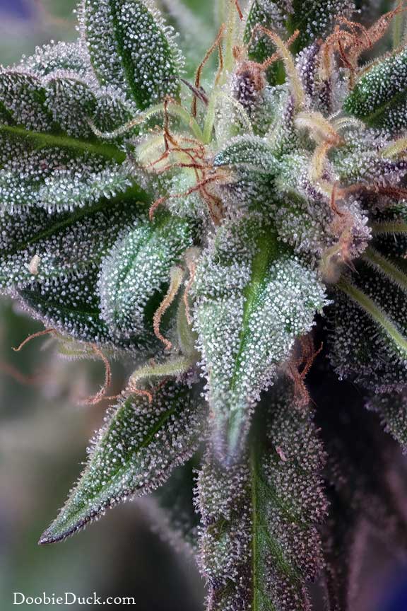 Cherry cookie 2465 W