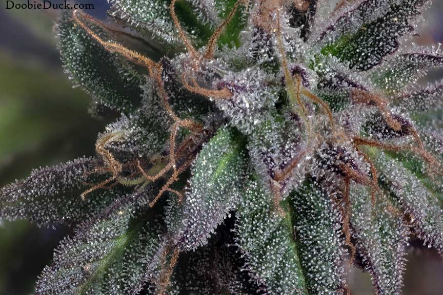 Cherry cookie 3639 w