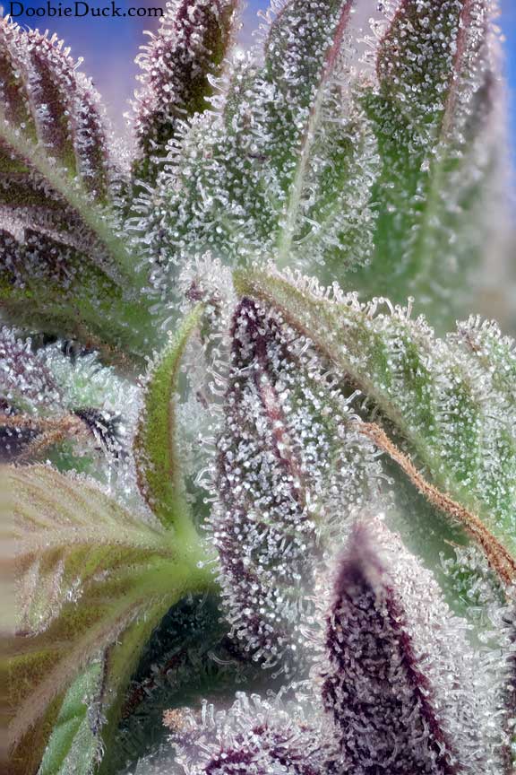 Cherry cookie 3740 w