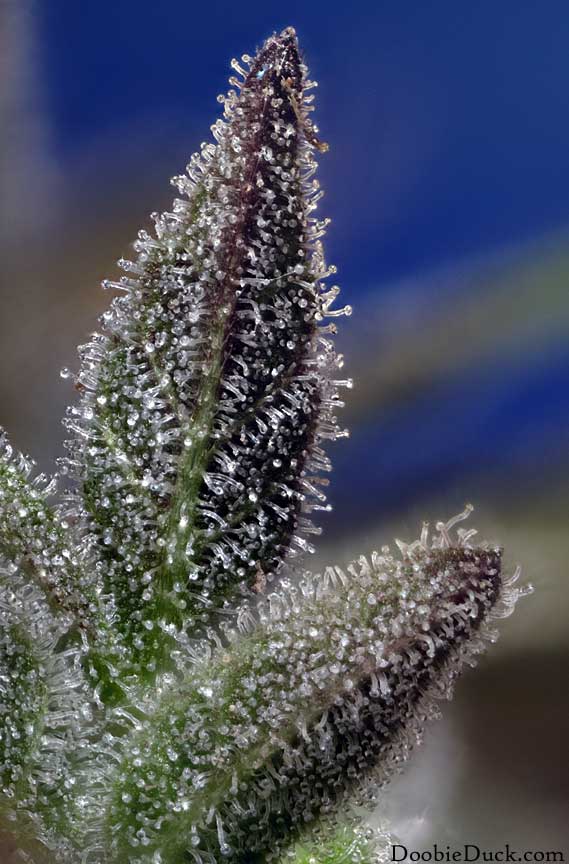 Cherry cookie 3842 w