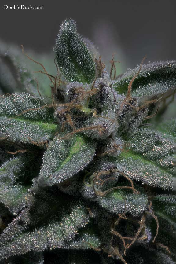 Cherry cookie 8278 W