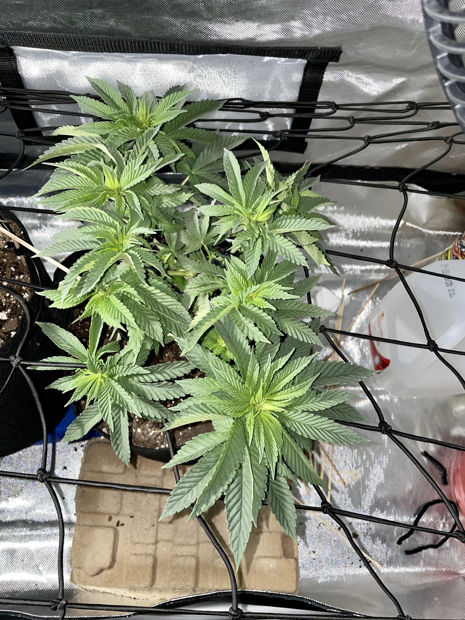 Cherry diesel and ecto cooler grow 2